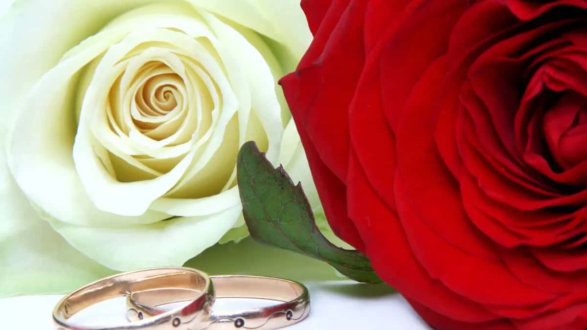 Duas alianças de casamento ao lado de uma rosa branca e uma rosa vermelha