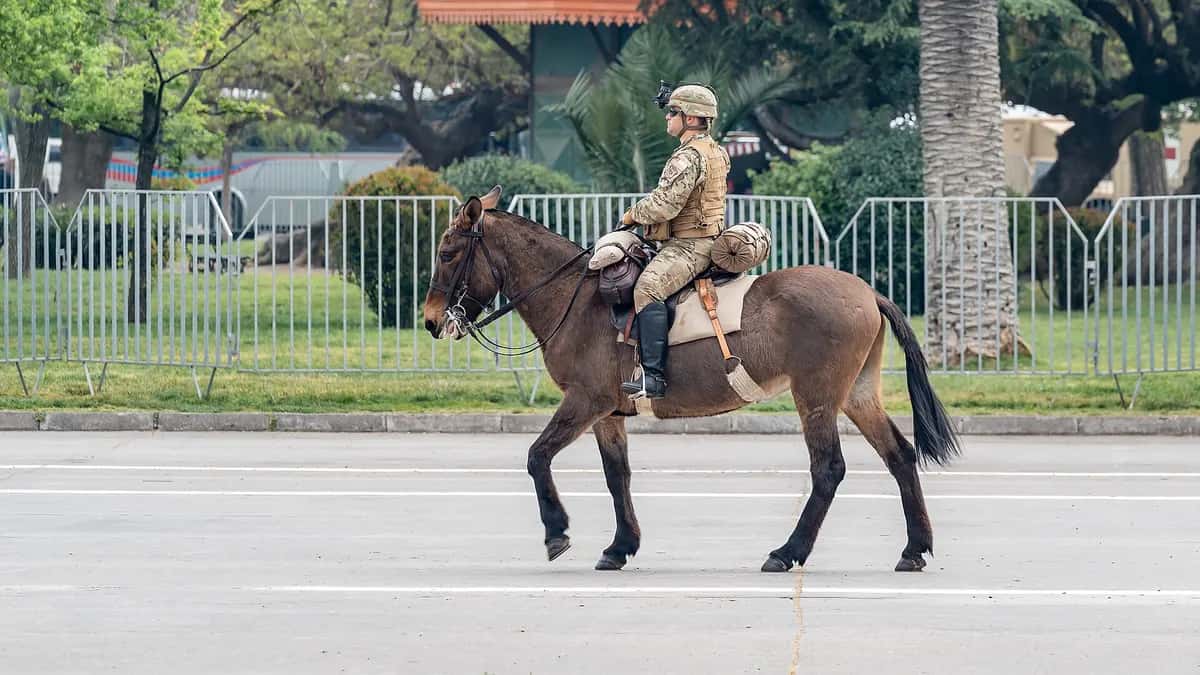 Soldado do Exército do Chile a cavalo na Parada Militar de 2026