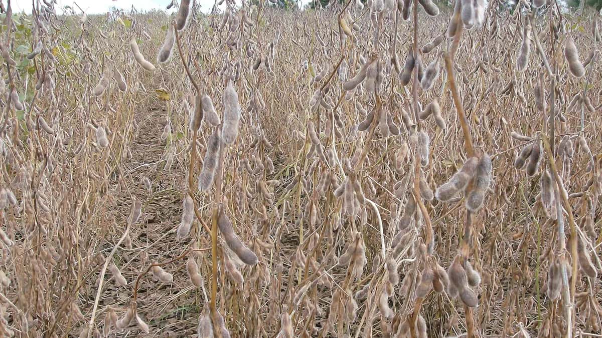 Plantas de soja maduras en un campo de Argentina
